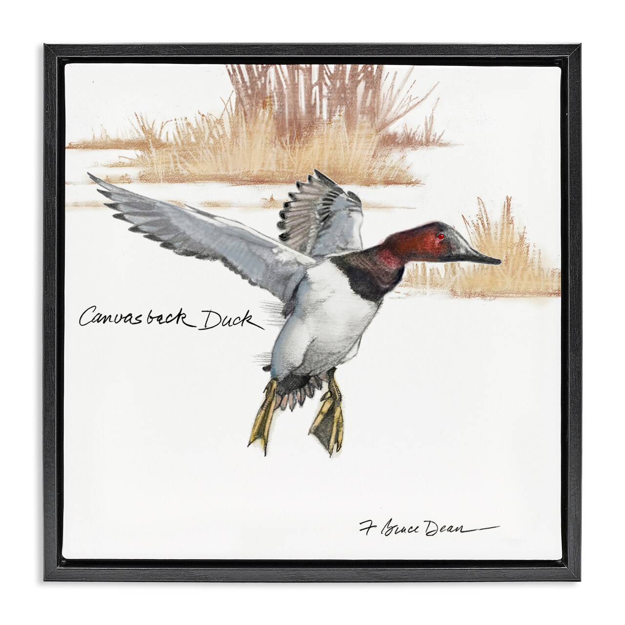 Stupell Industries Canvasback Duck Flying Framed Floater Canvas Wall Art Design by Jadei Graphics
